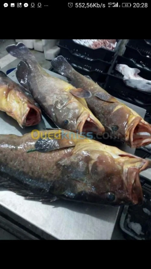 Poisson