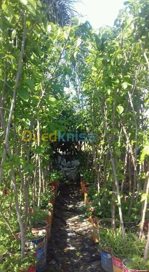  تلقيم وزبر الأشجار واستصلاح الأراضي  