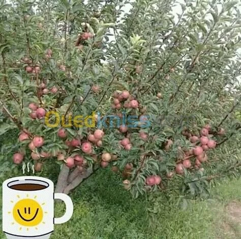  تلقيم وزبر الأشجار واستصلاح الأراضي  