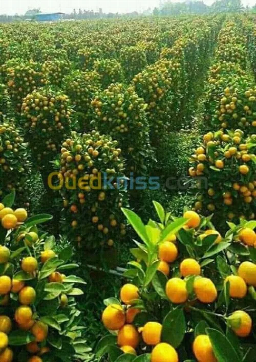  تلقيم وزبر الأشجار واستصلاح الأراضي  