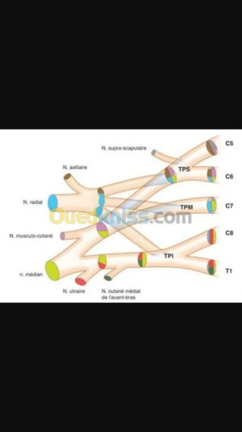Consultations spécialisés "Neurologie"