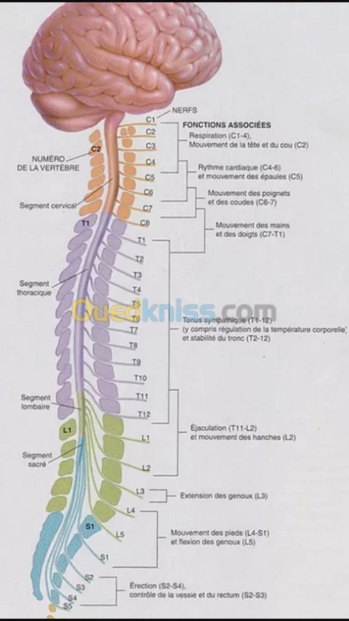 Consultations spécialisés "Neurologie"
