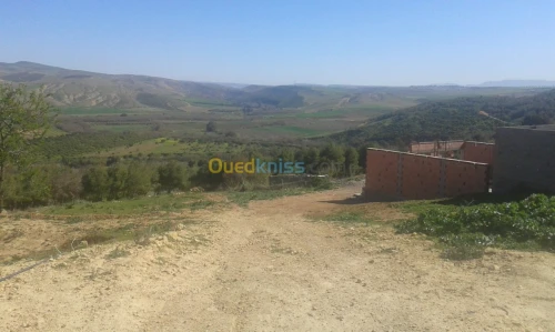 Vente Terrain Tlemcen Remchi