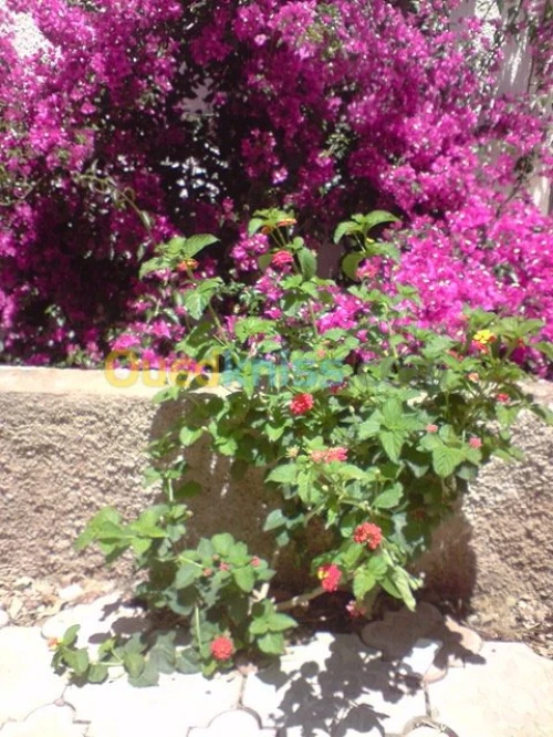 Location vacances Appartement Tipaza Tipaza