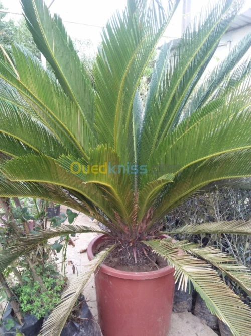 Fleurs et arbres décoratifs