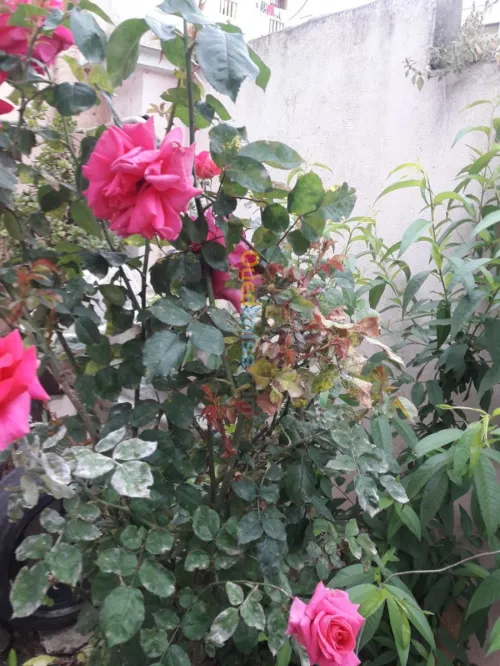 Vente Villa Alger Hussein dey