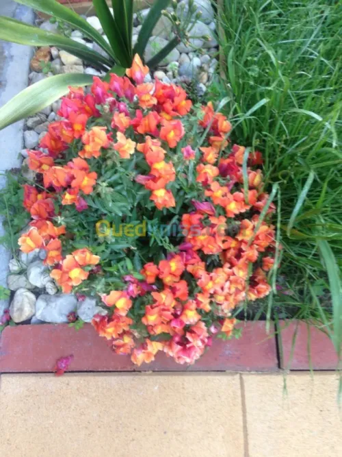 Vente Villa Alger Saoula