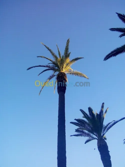 Aménagement des espaces verts