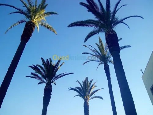 Aménagement des espaces verts