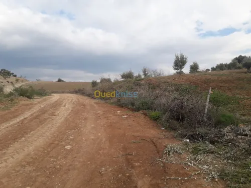 Vente Terrain Bejaia Akbou