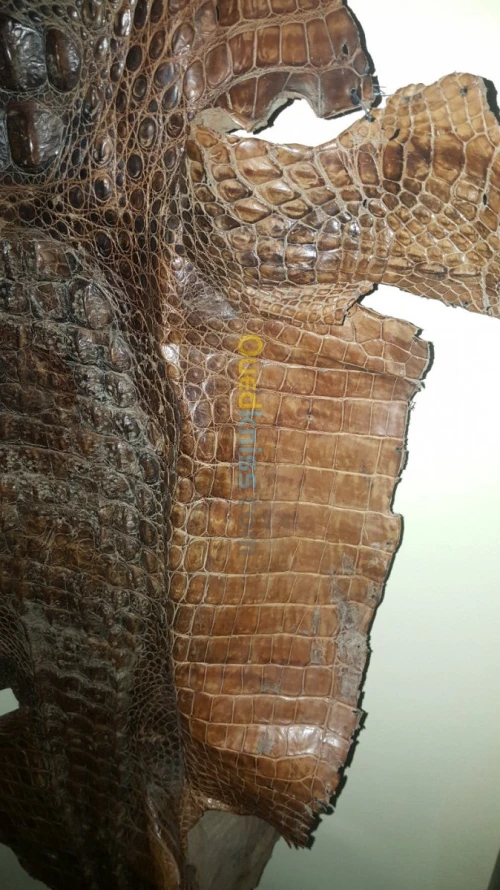 PEAU DE CROCODILE