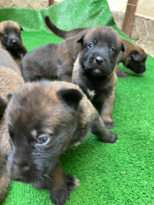 Chiots berger belge malinois 