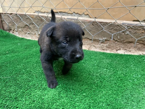 Chiots berger belge malinois 