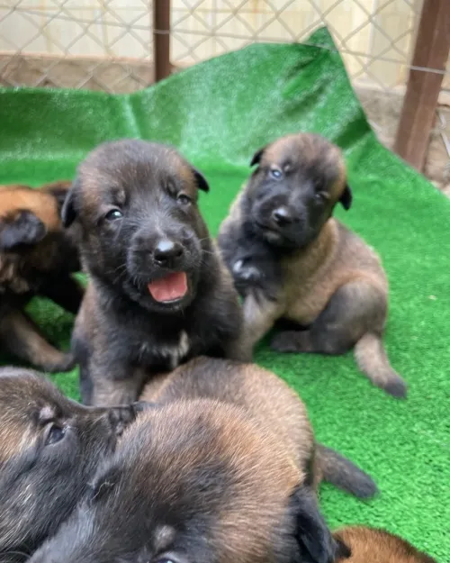 Chiots berger belge malinois 