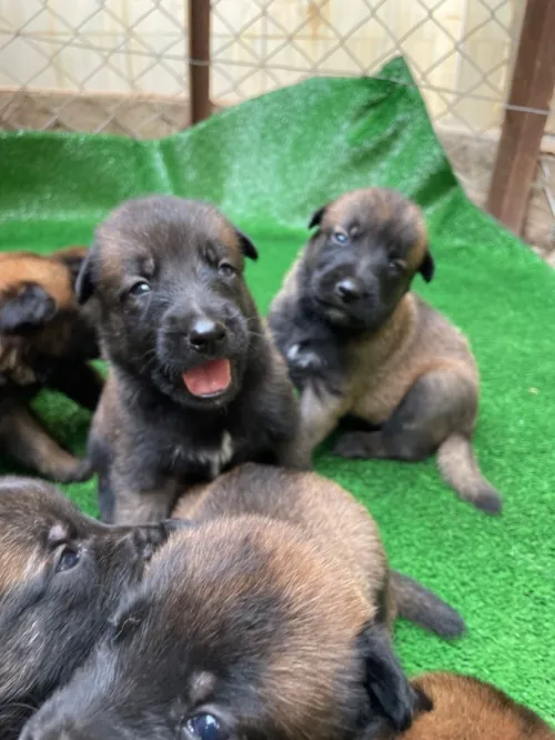 Chiots berger belge malinois 