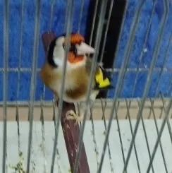Chardonnert né en cage a vendre