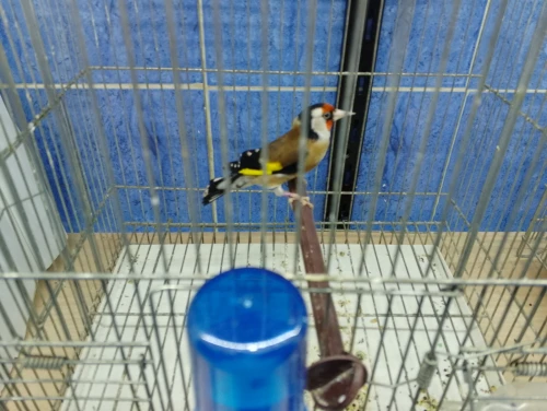Chardonnert né en cage a vendre
