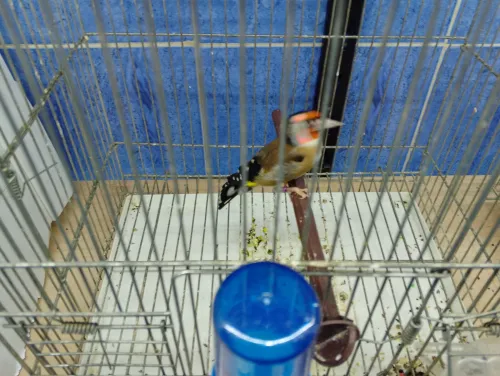 Chardonnert né en cage a vendre