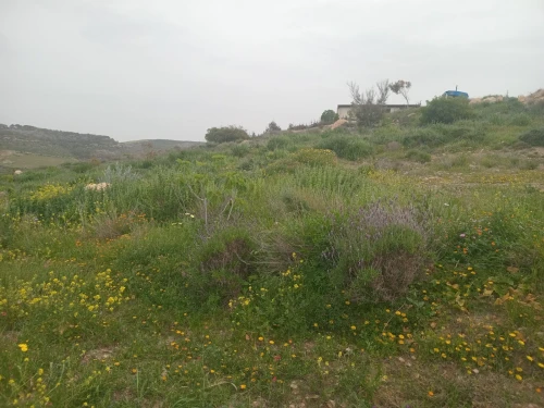 Vente Terrain Agricole Aïn Témouchent Bou zedjar