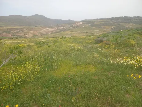 Vente Terrain Agricole Aïn Témouchent Bou zedjar