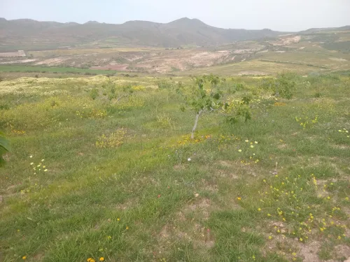 Vente Terrain Agricole Aïn Témouchent Bou zedjar