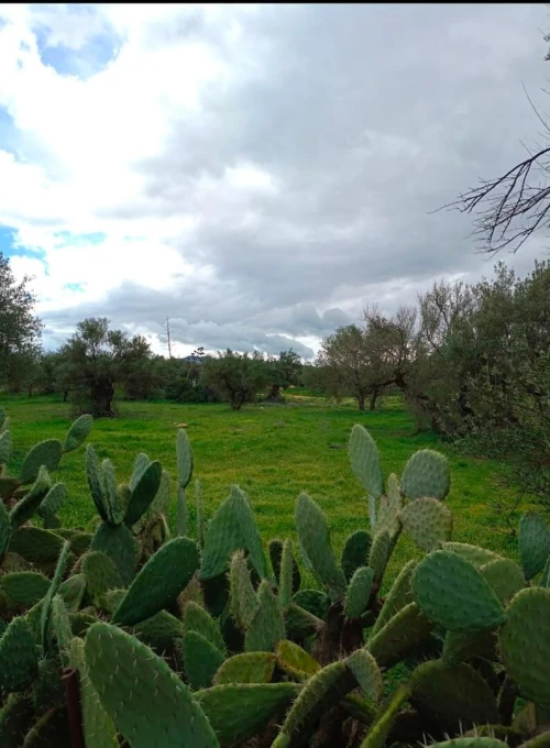 Vente Terrain Béjaïa Ait rzine 3