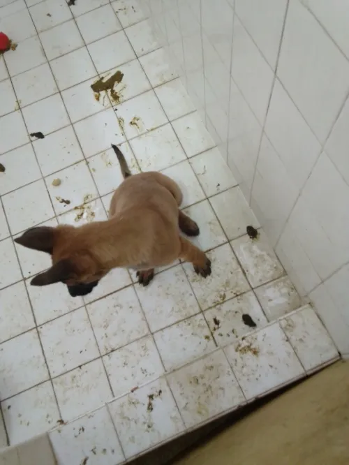 Chien