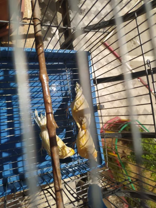 Canari
