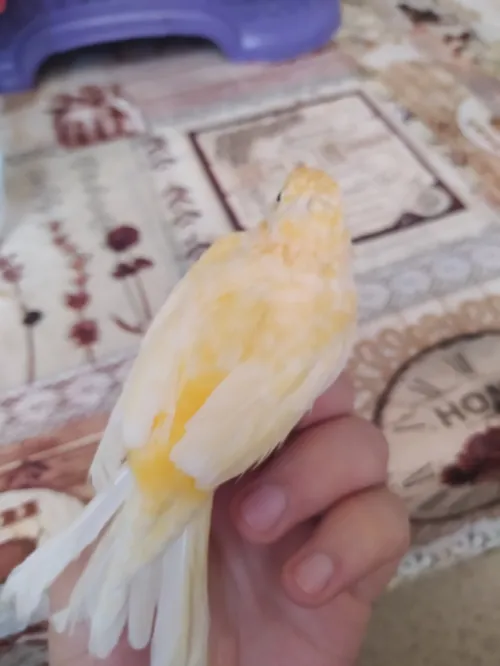 Canari