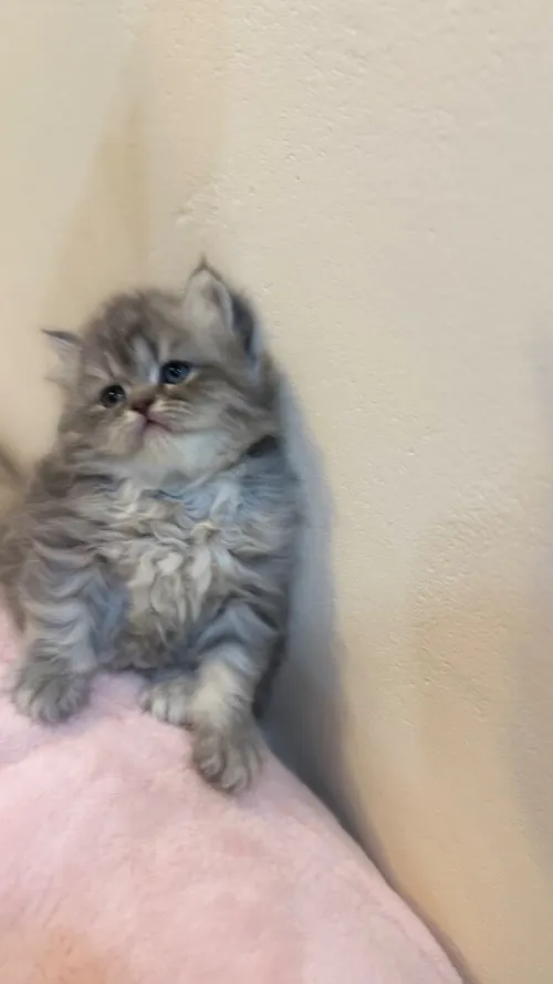 Chat Persan