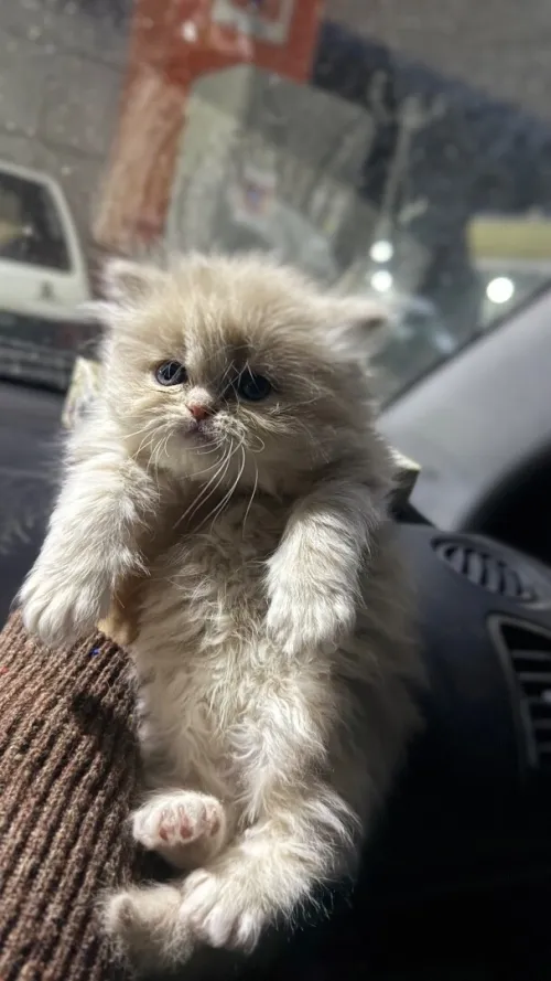 Chat Persan Pure