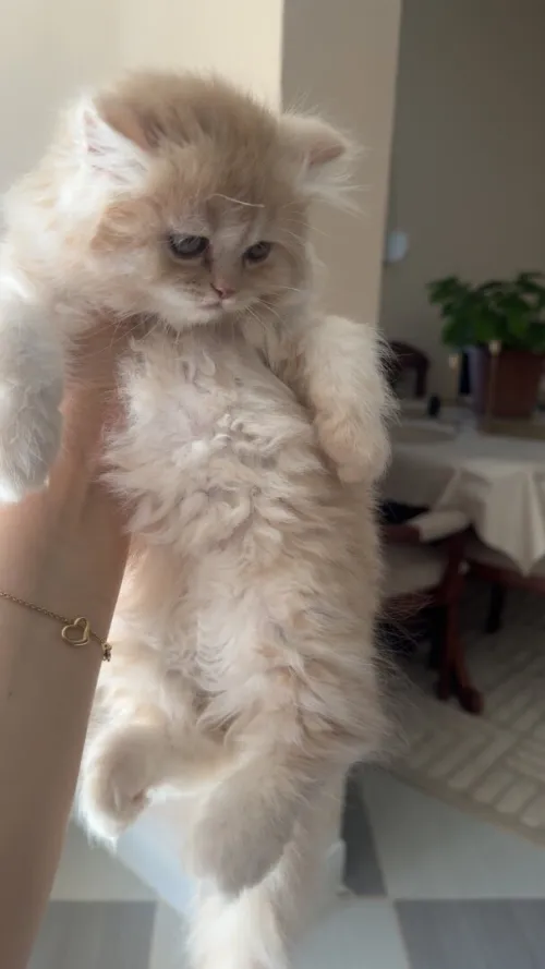Chat Persan 