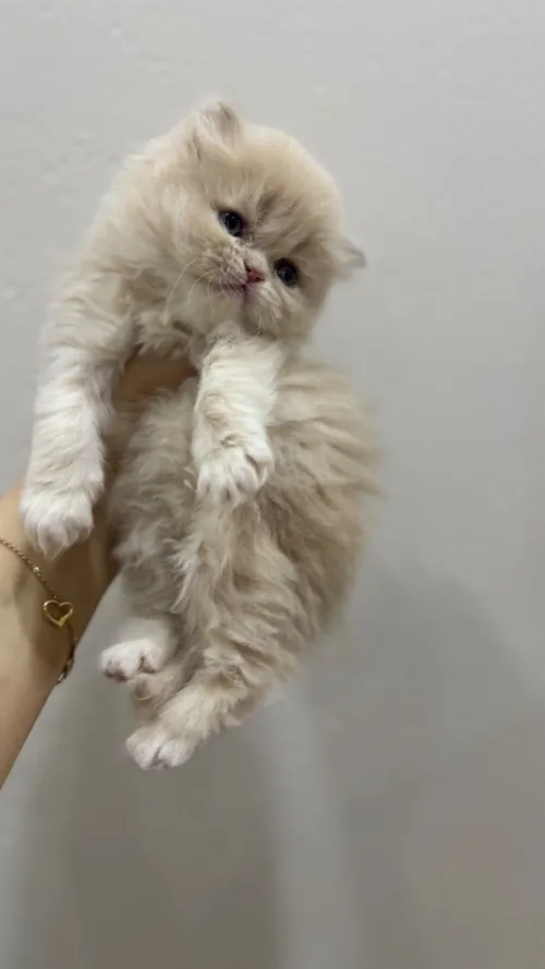 Chat Persan Pure