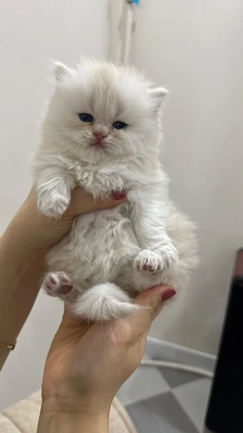 Chat Persan