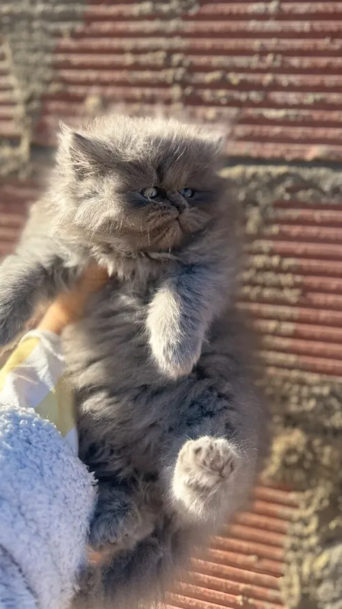 Chat Persan Pure