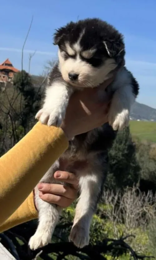 Husky malamute