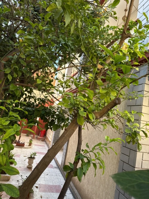 Location Villa Guelma Guelma