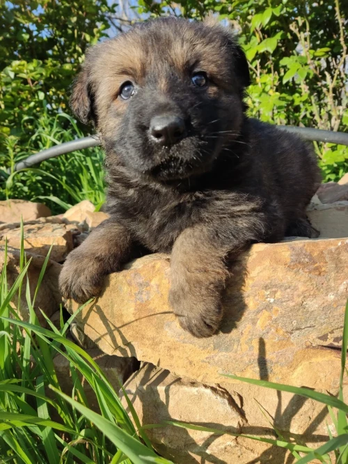 Chiot berger allemand ligne de travail ddr