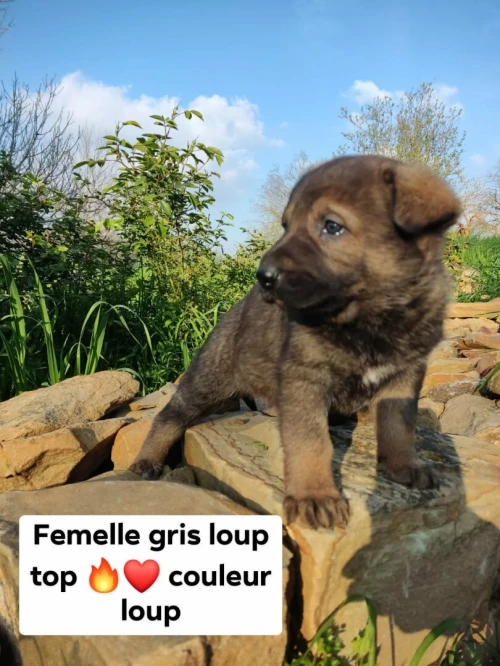 Chiot berger allemand ligne de travail ddr
