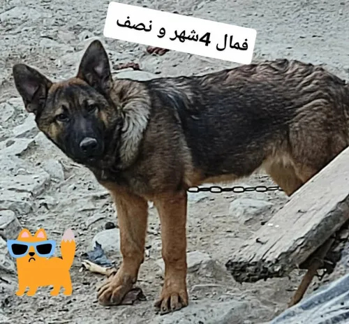 Chiot femelle berger allemand ligne de travail ddr