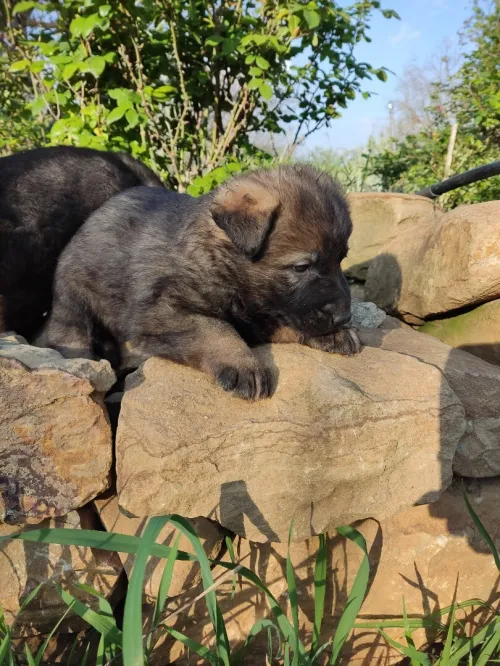 Chiot berger allemand ligne de travail ddr