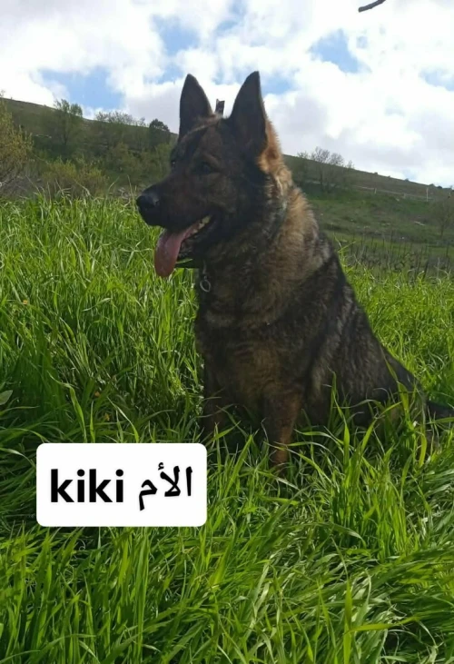 Chiot femelle berger allemand ligne de travail ddr