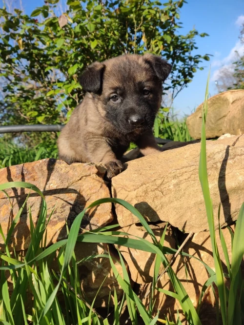 Chiot berger allemand ligne de travail ddr
