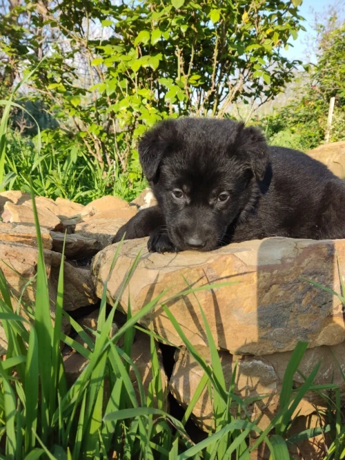 Chiot berger allemand ligne de travail ddr