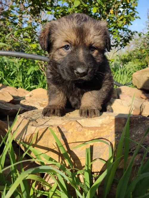 Chiot berger allemand ligne de travail ddr