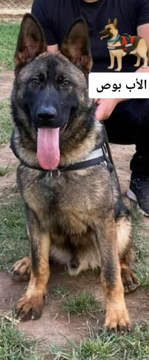 Chiot femelle berger allemand ligne de travail ddr