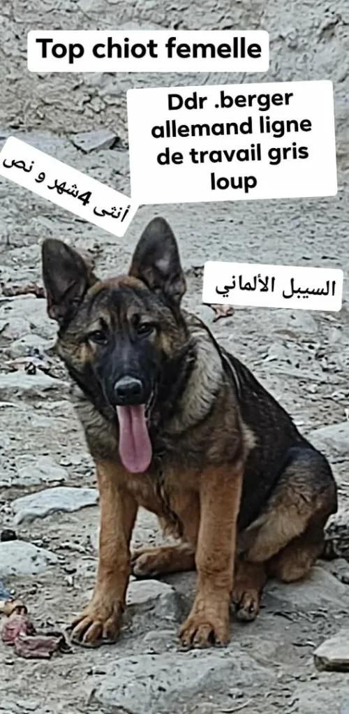Chiot femelle berger allemand ligne de travail ddr