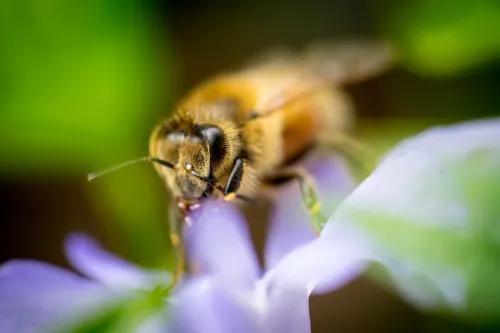 SONY 90mm F2.8 MACRO 