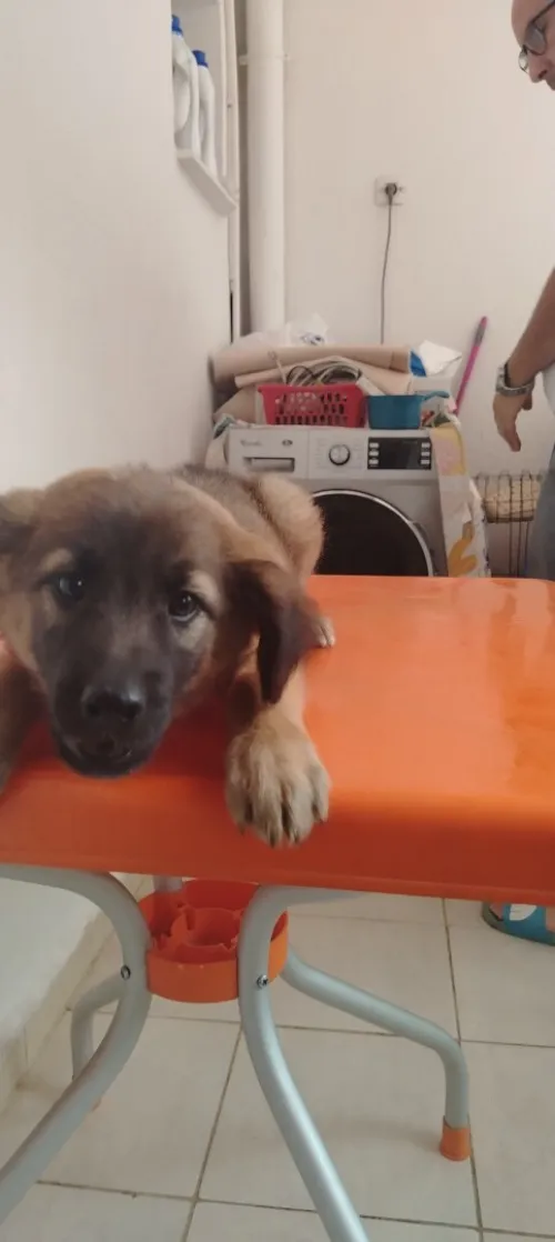 Un Kangal croisé Berger du Caucase