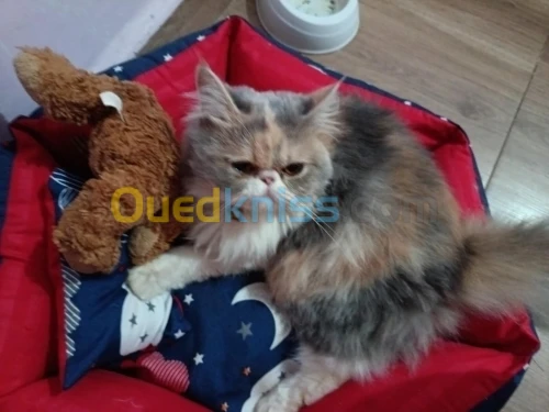Chat persan femelle 